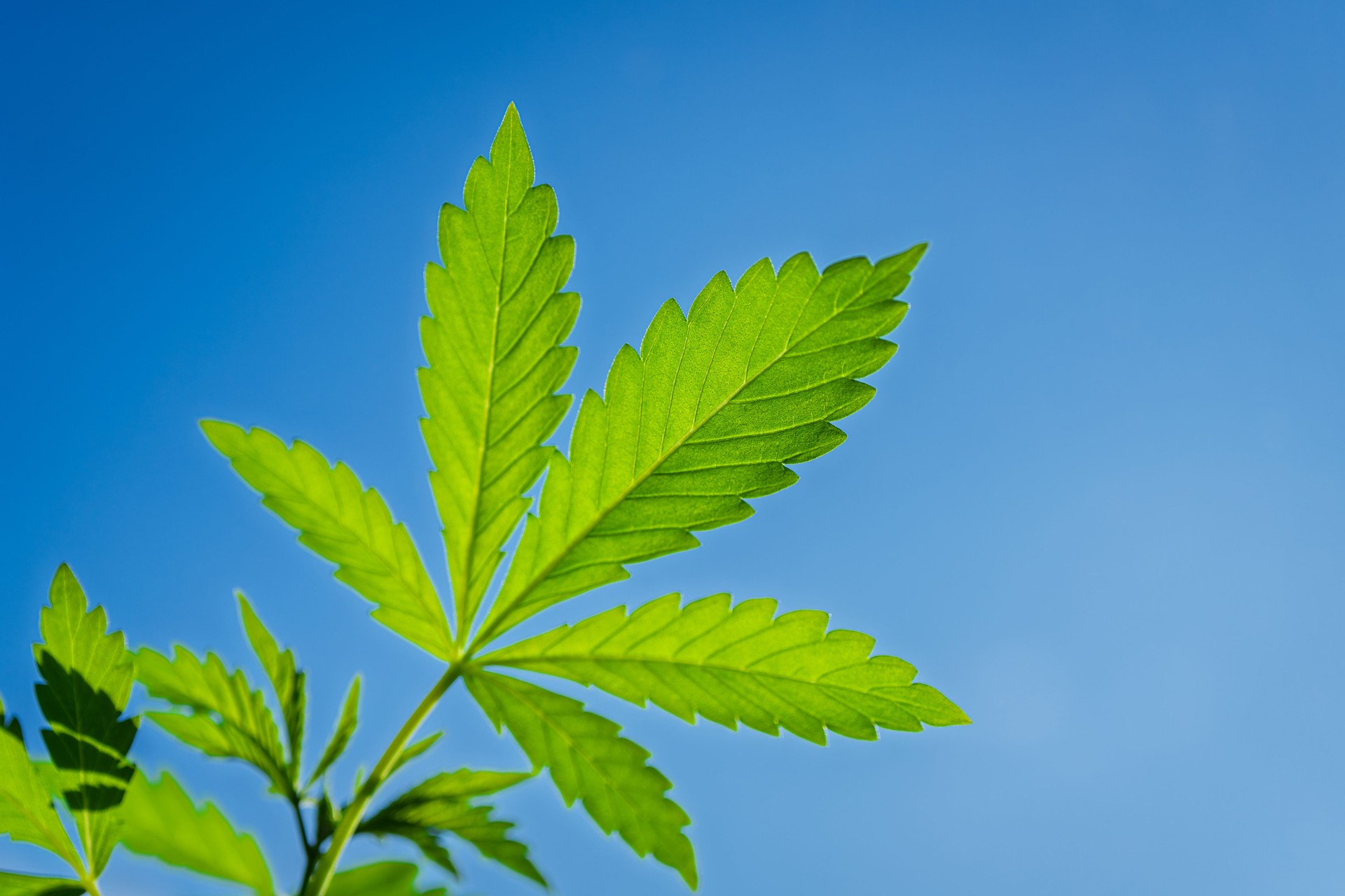 Una hermosa hoja de cannabis de color verde vibrante que muestra su esplendor contra un cielo azul claro